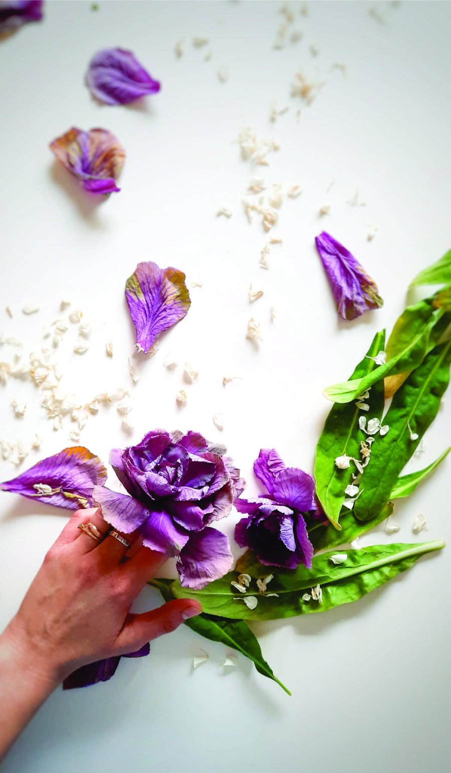 archivo María Cecilia Seffino