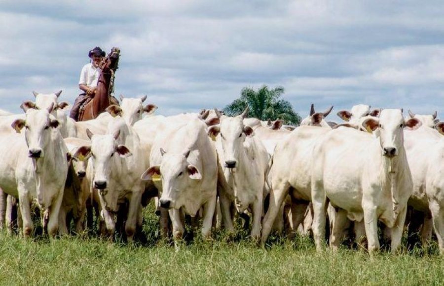 FOTO INTERNET GANADERIA. Se busca un cambio de paradigma.  FOTO INTERNET EL GANADO. Importan la impronta y el arraigo.