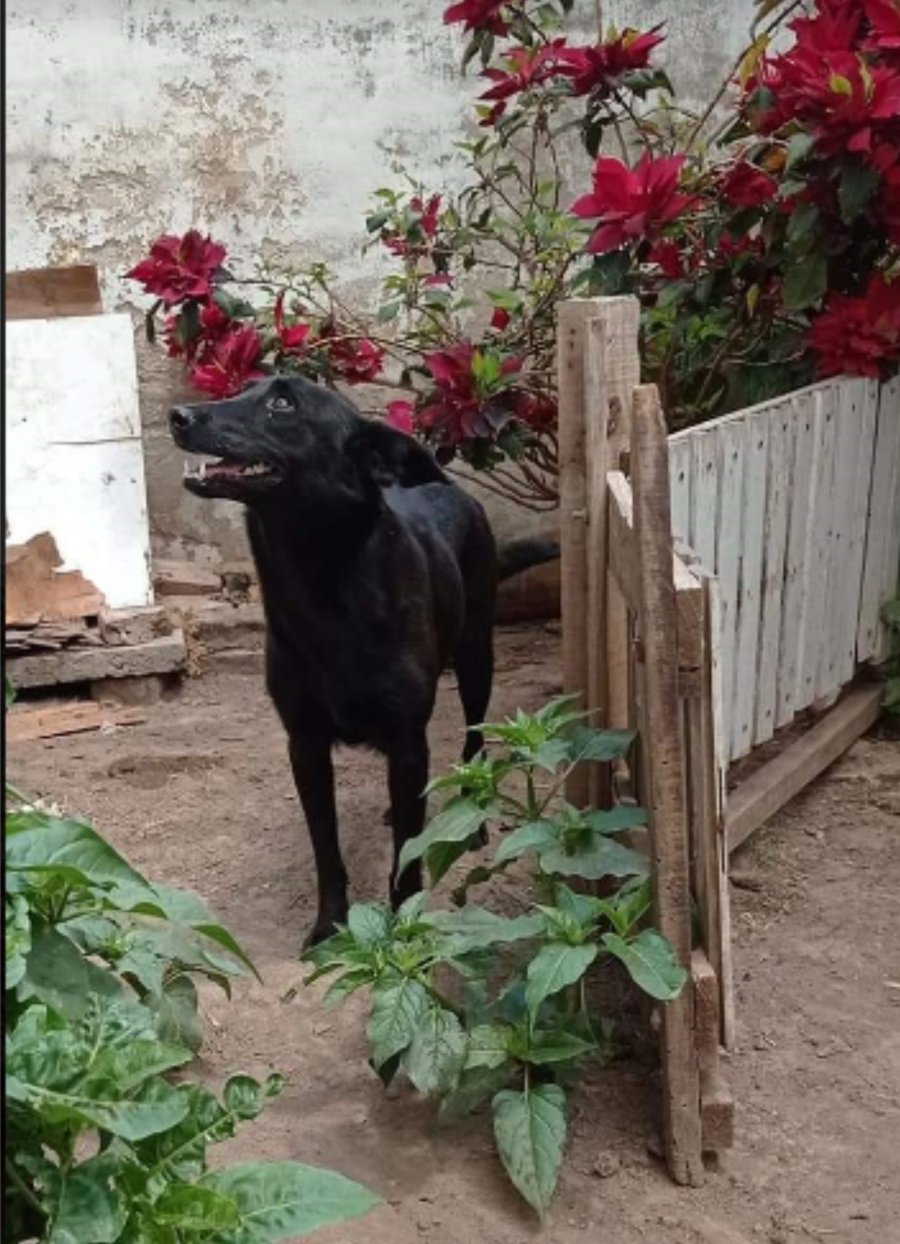 COPITO//Castrado, simp&aacute;tico, de 6 a&ntilde;os. GINA// Para ella se busca una familia responsable.