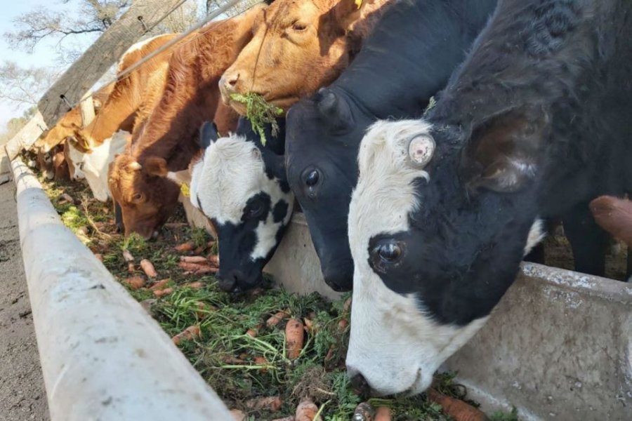 FOTO INTERNET ZANAHORIA. Está en la dieta de las vacas.