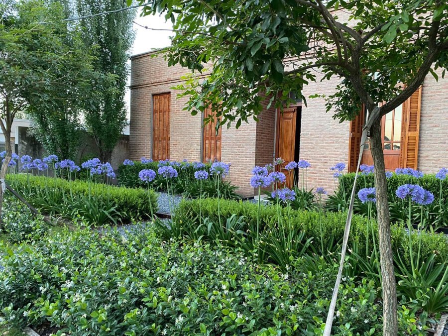 IMPOSIBLE QUE DURANTE ESTOS DIAS PASEN DESAPERCIBIDOS, CON SU COLOR AZUL O BLANCO NO DEJAN DE LLAMAR LA ATENCION AÑO TRAS AÑO.