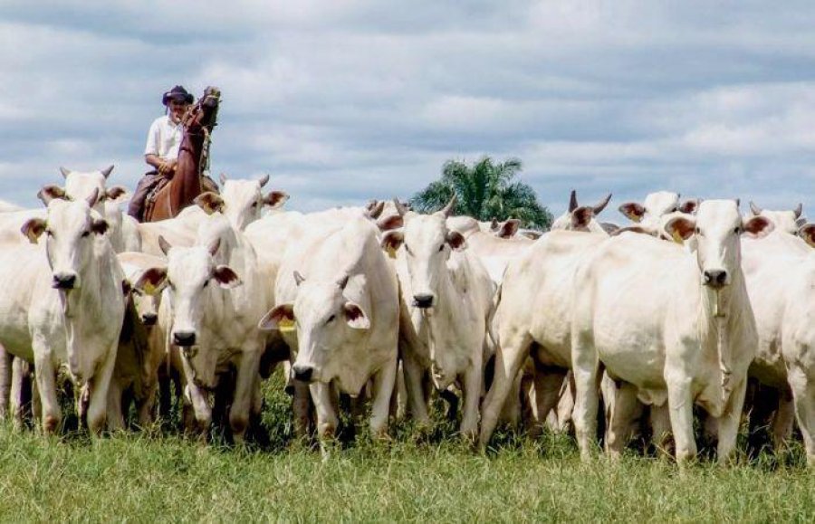 IMAGEN INTERNET GANADERIA. Ha tenido un crecimiento exponencial.