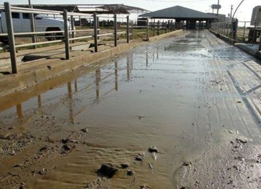 FOTO INTERNET MATERIA ORGANICA. Eje central en valorización.