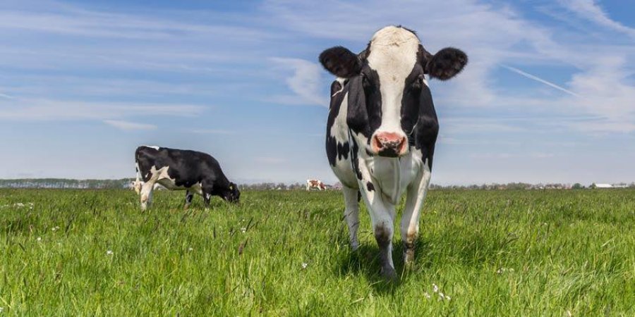 FOTO INTERNET GANADO. La producción de carne alcanza cada vez más relevancia.  FOTO INTERNET  PRODUCCION. La carne se valoriza.