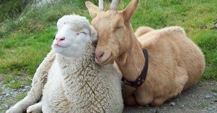 FOTO INTERNET BENEFICIADOS. Las carnes caprinas y ovinas están entre los productos.