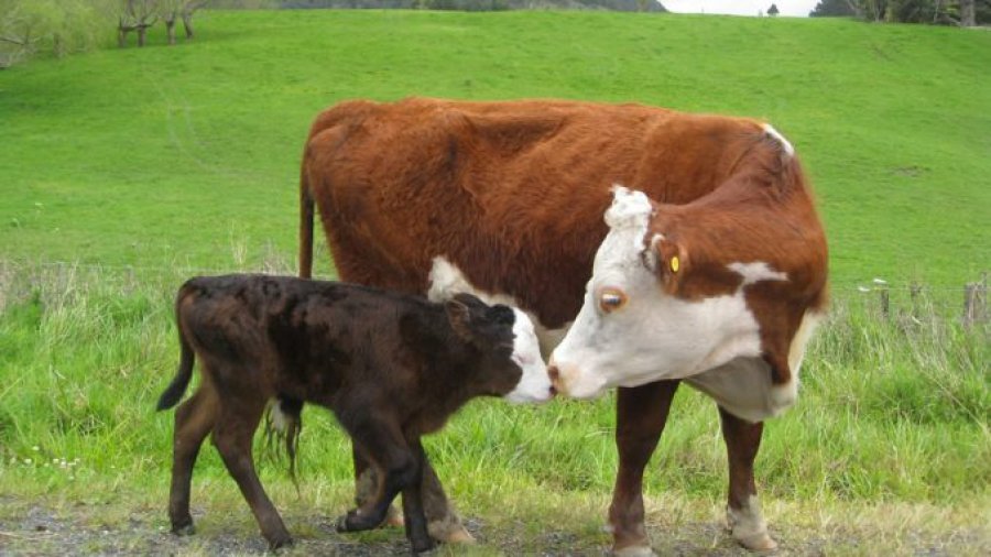 FOTO INTERNET GANADO VACUNO. La apuesta está dada en una mayor recría.