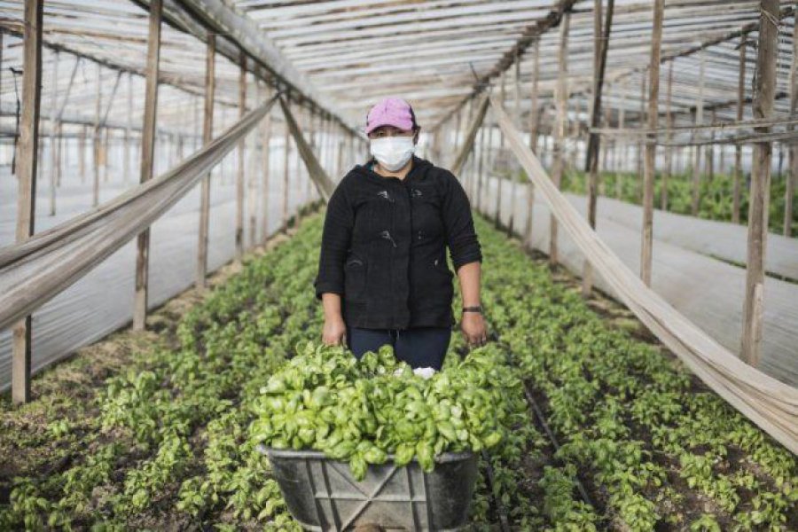 FOTO INTERNET COLONIAS AGROECOLOGICAS. Son promovidas por la Unión de Trabajadores de la Tierra.