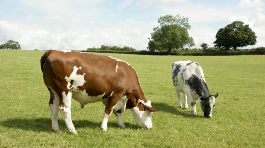 IMAGEN INTERNET PASTANDO. Una actividad que es materia de inquietudes  IMAGEN INTERNET FORRAJE. La sequía lo mantiene vigente.