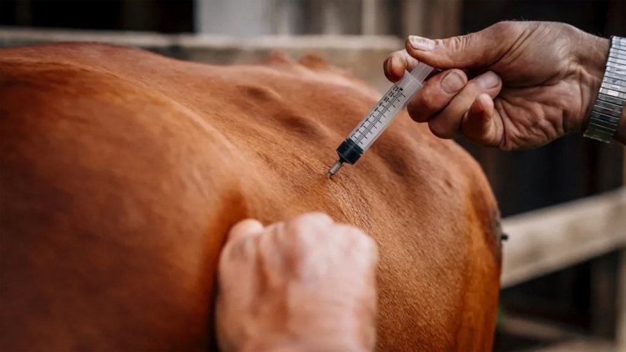 IMAGEN INTERNET ANTIBIOTICOS. Habrá prohibición del uso de microbianos.