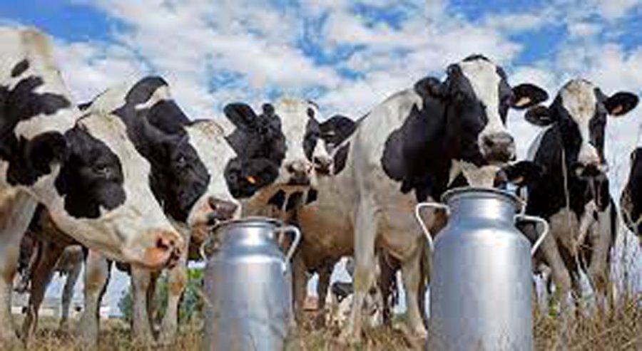 IMAGEN INTERNET PRODUCCION LACTEA. Superó los 11.100 millones de litros de producción.
