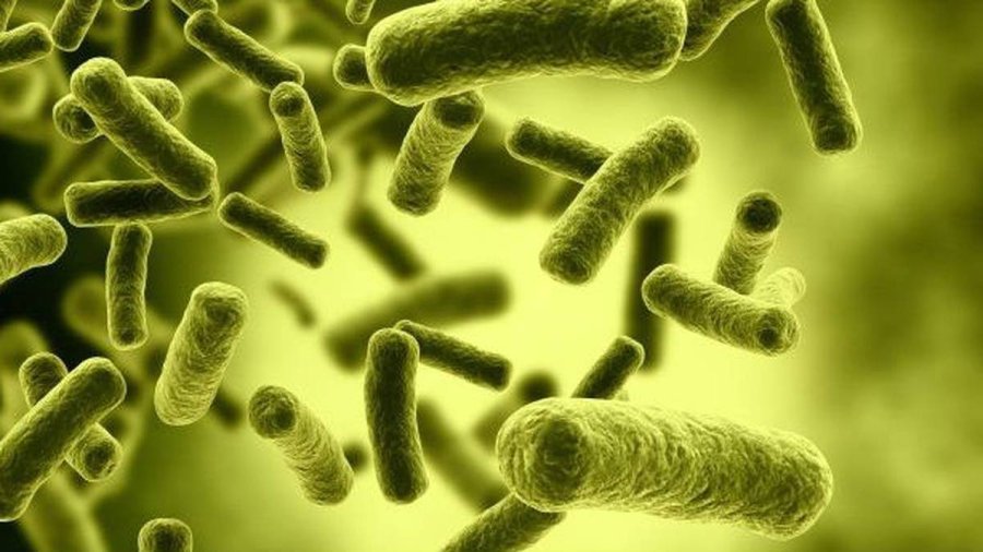 IMAGEN INTERNET BOVINOS. El mercado puede correr riesgo ante una situación.  IMAGEN INTERNET BRUCELOSIS. Preocupación por un riesgo.