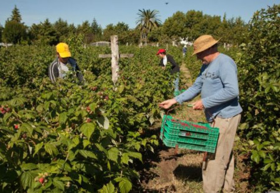 IMAGEN INTERNET PRODUCTOR AGRICOLA. Subió el porcentaje de impuestos que aporta.  IMAGEN INTERNET MAS IMPUESTOS. Por el trabajo realizado.