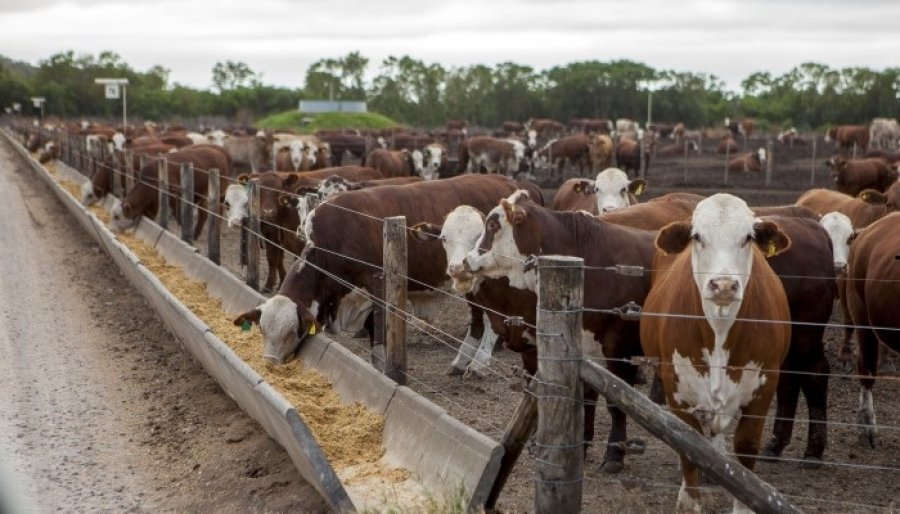 IMAGEN INTERNET ANIMALES EN CORRALES. La sanidad es un punto neurálgico de los corrales, de los feedlots.  IMAGEN INTERNET SANIDAD. Es clave el control de las enfermedades.