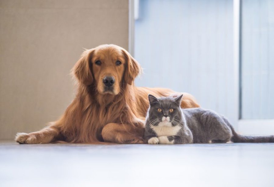PERROS Y GATOS.// Se propicia una disertaci&oacute;n que propende a evitar su abandono.