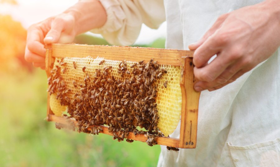 IMAGEN INTERNET MIEL. El precio gana terreno en el mercado interno.   FOTO ARCHIVO DEMANDA. Va por buen camino.