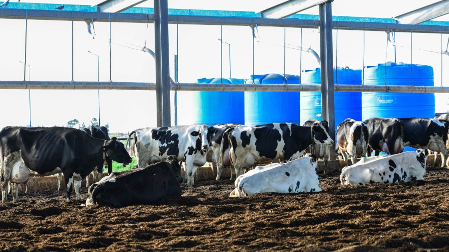 FOTO TGF TAMBOS. No logran recuperar la rentabilidad.