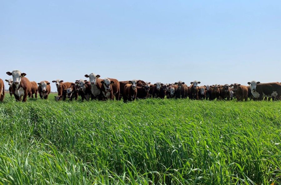 FOTO INTERNET DETALLES. Fueron brindados por investigadores de Reconquista, Santa Fe. FOTO INTERNET INCORPORACION DE AVENA. Aumentaría tres veces la producción de carne.