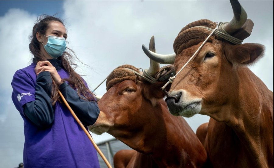 FOTO ARCHIVO SOLUCIONES. Argentina debe tomar el toro por las astas, es decir enfrentar de una vez la causa de la crisis.