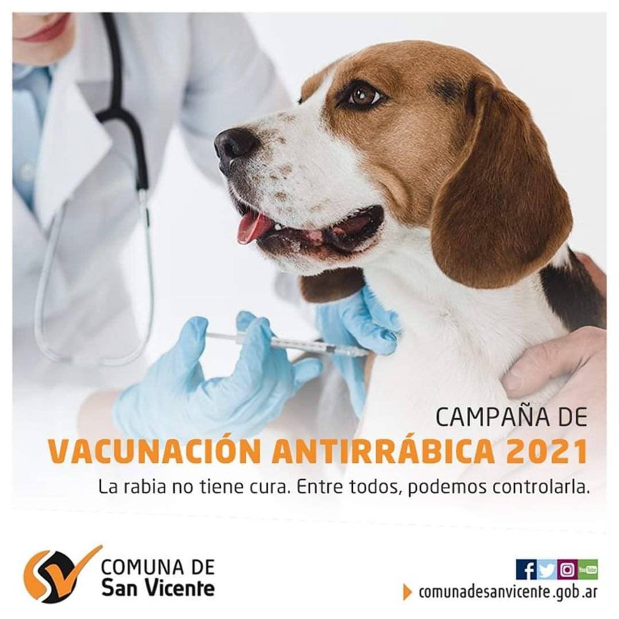 VACUNACI&Oacute;N ANTIRR&Aacute;BICA// La campa&ntilde;a ser&aacute; iniciada el 10 de junio.