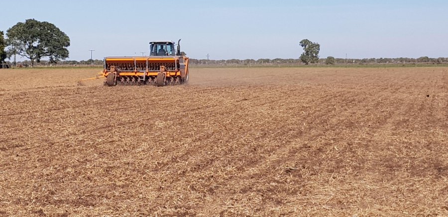 BUENAS PERSPECTIVAS. La superficie sembrada con trigo sería mayor al año pasado, según el relevamiento de la BCSF.