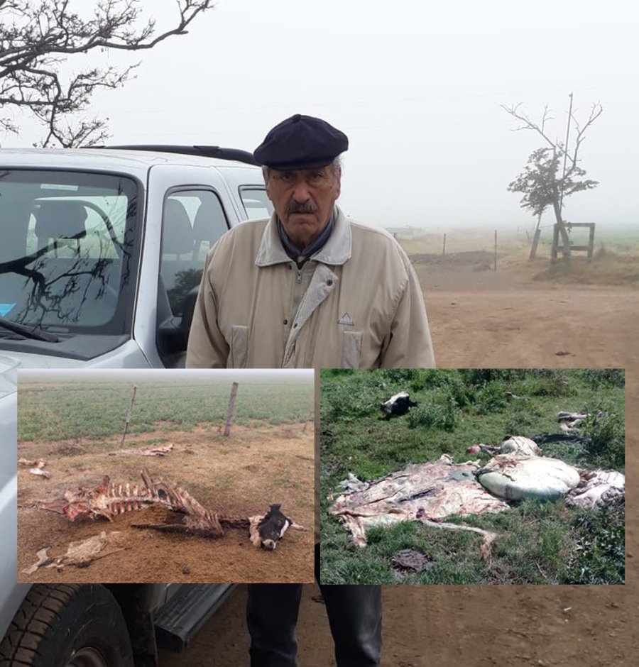 DESAZÓN. Tras el hecho, el productor se replantea la continuidad en la actividad. DAÑO. El caso se registró en una explotación tambera de Vila.