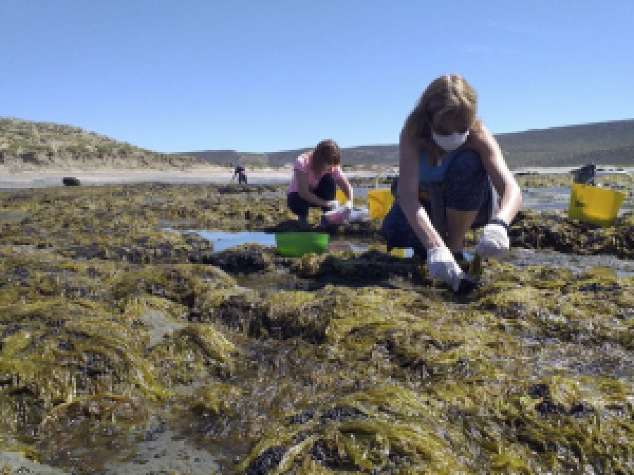 FOTO T&Eacute;LAM// FIDEOS CON ALGA// En su composici&oacute;n sustituir&aacute;n un 30% de harina de trigo por algas.