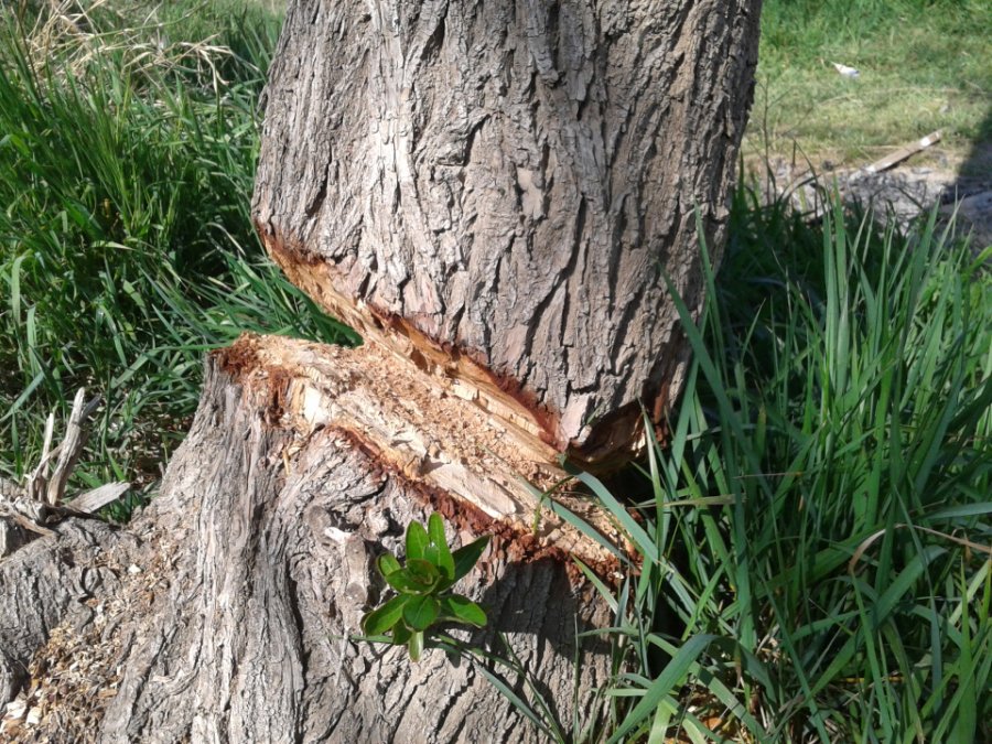 FOTO ARCHIVO TALA. Un atentado contra el medio ambiente.