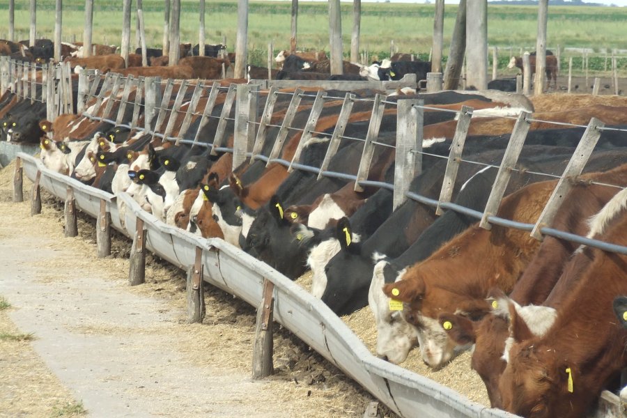 CRÉDITOS. El Gobierno lanzó una línea crediticia para incentivar el engorde en corrales de encierre.