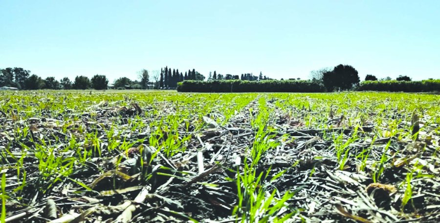 SIEMBRA. La campaña fina tendría un récord de superficie implantada y el trigo se lleva todas las miradas. TRIGO. Por ahora las condiciones de los cultivos son óptimas, pero el clima será determinante durante el ciclo.