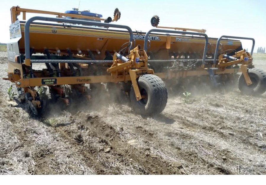 CULTIVO. A pesar de la escasa precipitación de esta semana, en Rafaela los trigos se encuentran en buen estado.