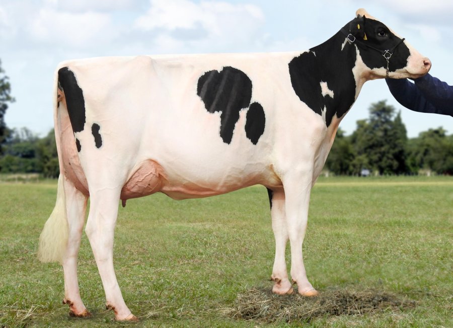 LA MAGDALENA. Uno de los terneros era hijo de “Ninín Chanel Windbrook Jedi”, con la máxima calificación genética en su categoría.