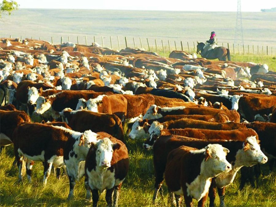 URUGUAY. Las exportaciones de carne vacuna en agosto alcanzaron una facturación récord.