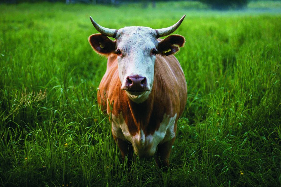 BRASIL. Según el Ministerio brasileño, ambos casos de EEB se detectaron en vacas de descarte.