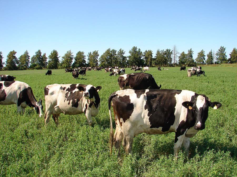 TAMBOS. No hay motivos para suponer que se desacelere la producción de leche cruda.