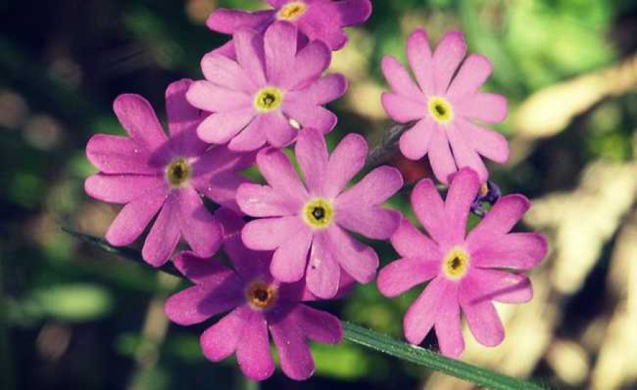 FOTO ARCHIVO PRIMULAS. También conocidas como primaveras, sin duda que jerarquizan nuestro jardín.