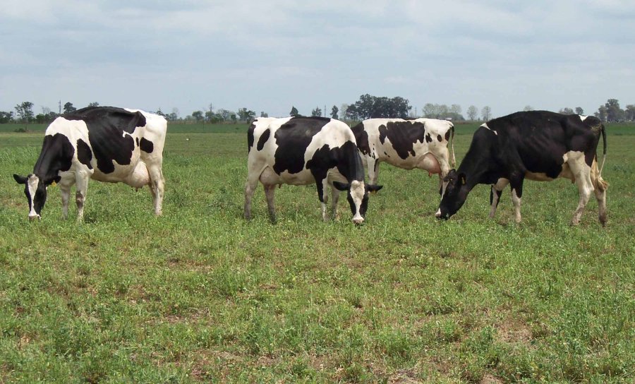 PRODUCCIÓN. En el Dpto. Castellanos (principal cuenca lechera de Argentina), el crecimiento está en el rango del 5% interanual.
