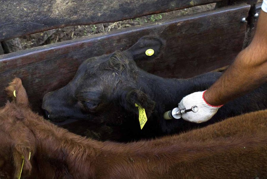 CAMPAÑA. El lunes comienza otro proceso de inoculación en el Departamento, sólo para categoría menores.