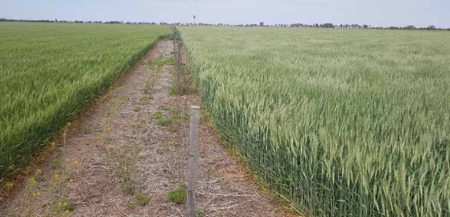 FOTO SEA . BOLSA DE COMERCIO DE SANTA FE ESPIGAS. Lotes de trigo en estado excelente, muy buen desarrollo, estructura de las plantas y sanidad en el centro del departamento Castellanos.