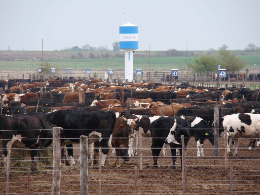 INVERNADA. El 65% de la faena total de Argentina con destino a consumo interno, proviene de feedlot.