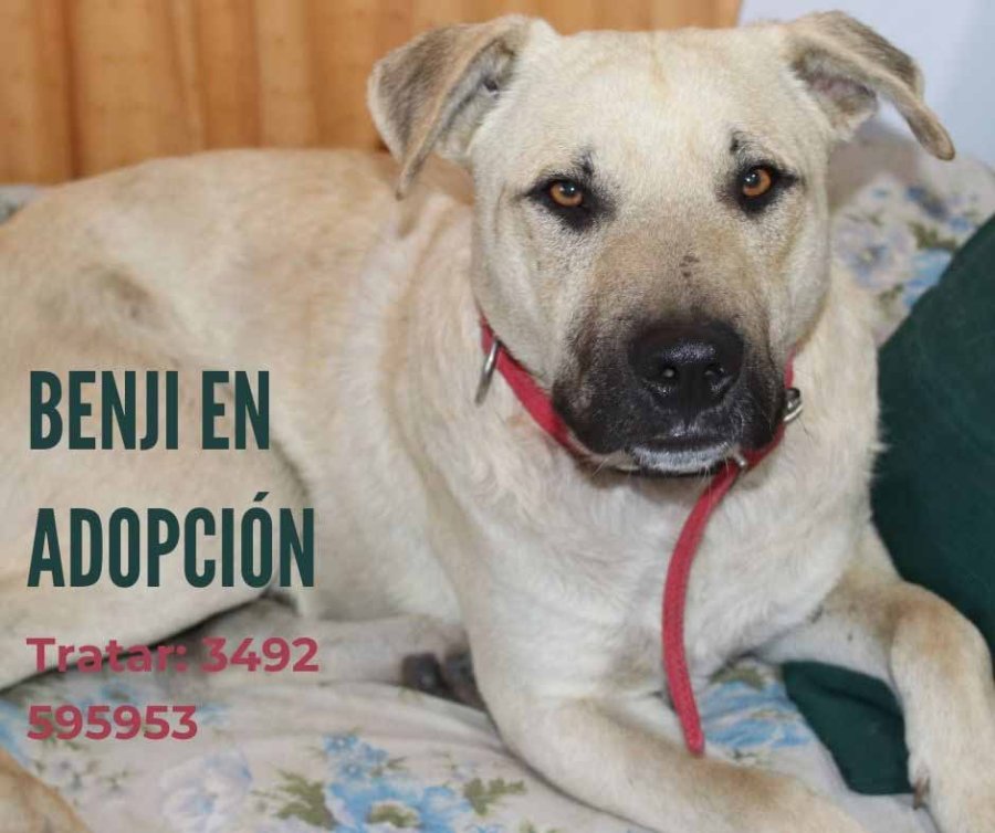 BENJI// Espera incorporarse a una familia.