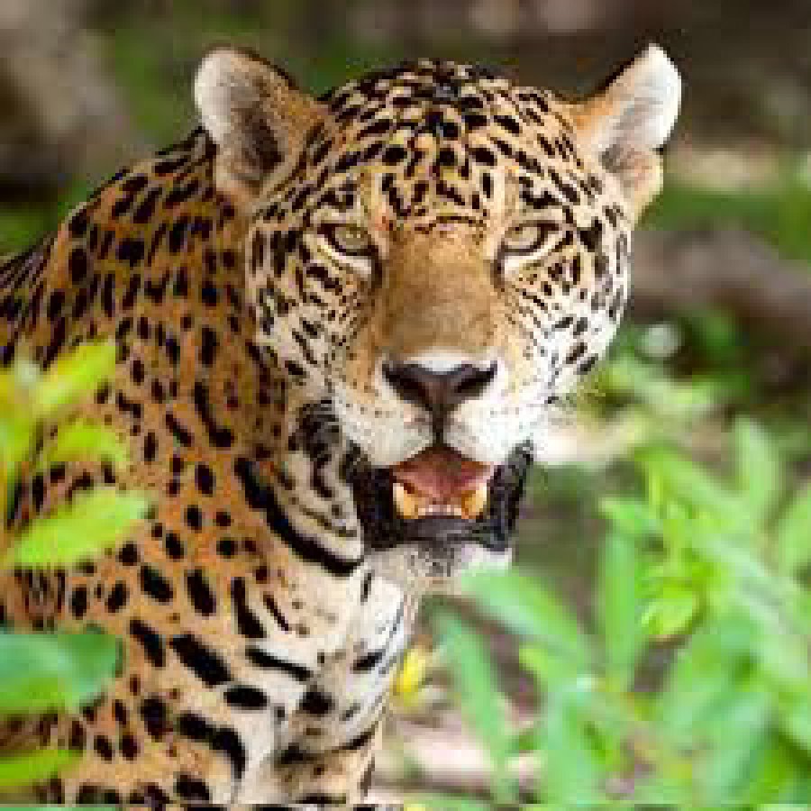 FOTO GETTY// JAGUAR. Majestuoso, se busca concientizar en la necesidad de protegerlo.