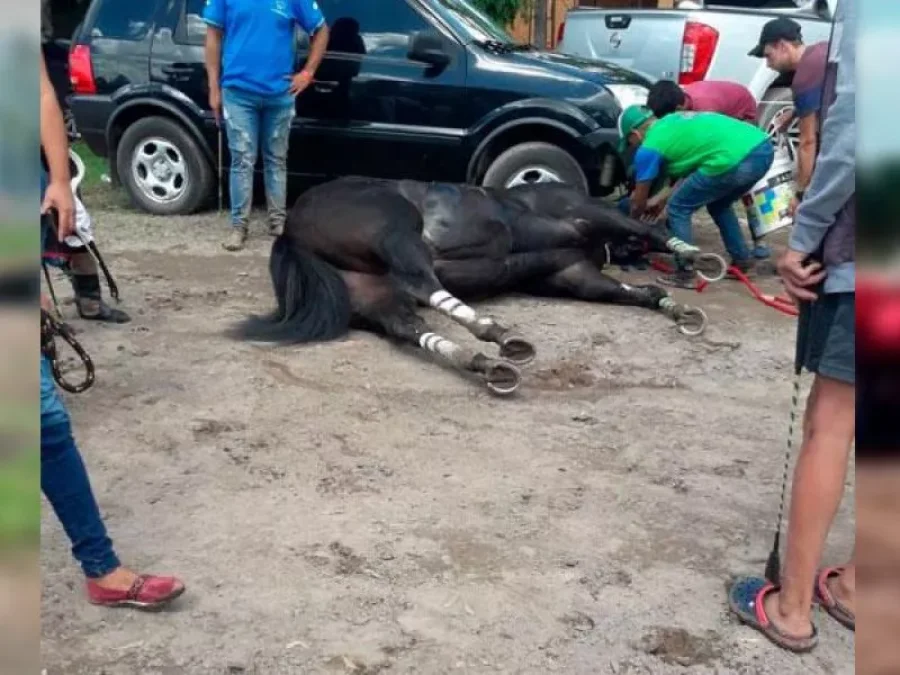 IMAGEN INTERNET. MUERTO.  Uno de los caballos que intervino en una cuadreras.