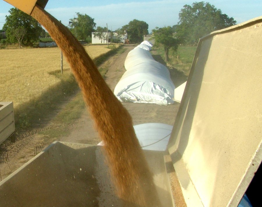 PRODUCCIÓN. Es incesante el trabajo de maquinarias en la región. Salen las cosechadoras con trigo, entran las sembradoras con soja.