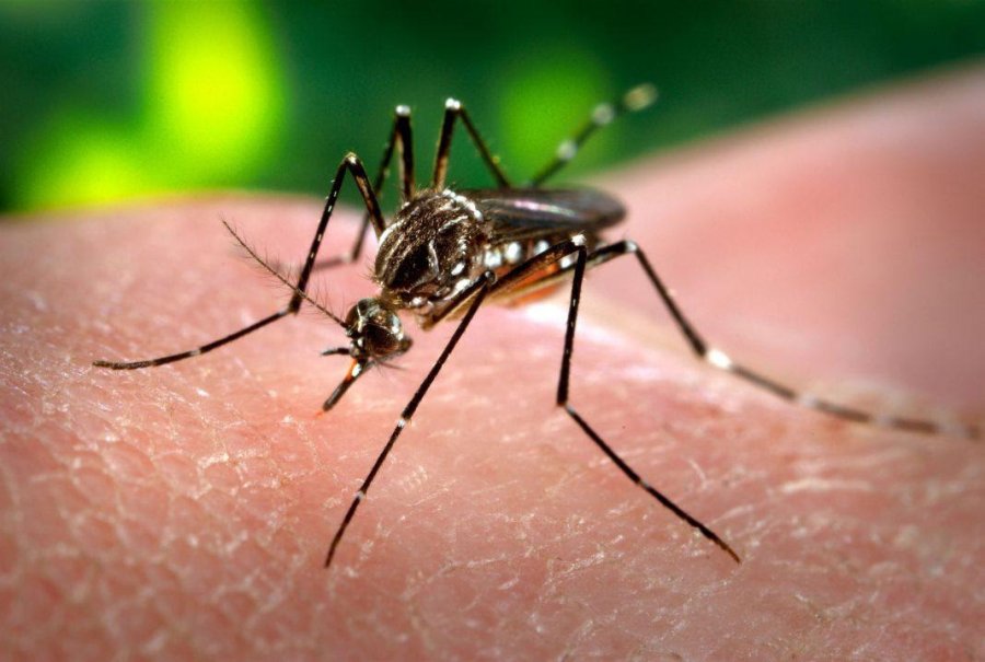FOTO DEFENSOR&Iacute;A DEL PUEBLO// AEDES AEGYPTI./ El mosquito que act&uacute;a como vector del dengue.