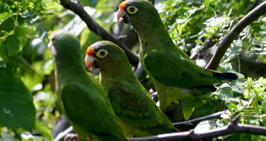IMAGEN ARCHIVO. LOROS.  Los recuperados volver&aacute;n a su h&aacute;bitat natural.