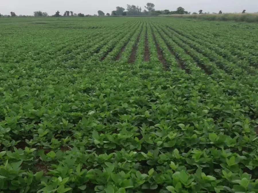 ALIVIO. Las precipitaciones finalmente llegaron y ahora se espera una mejora en el estado de los cultivos.