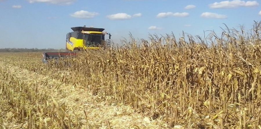 COSECHA GRUESA. El maíz de primera registró una caída respecto al volumen de la última campaña en el centro norte santafesino.