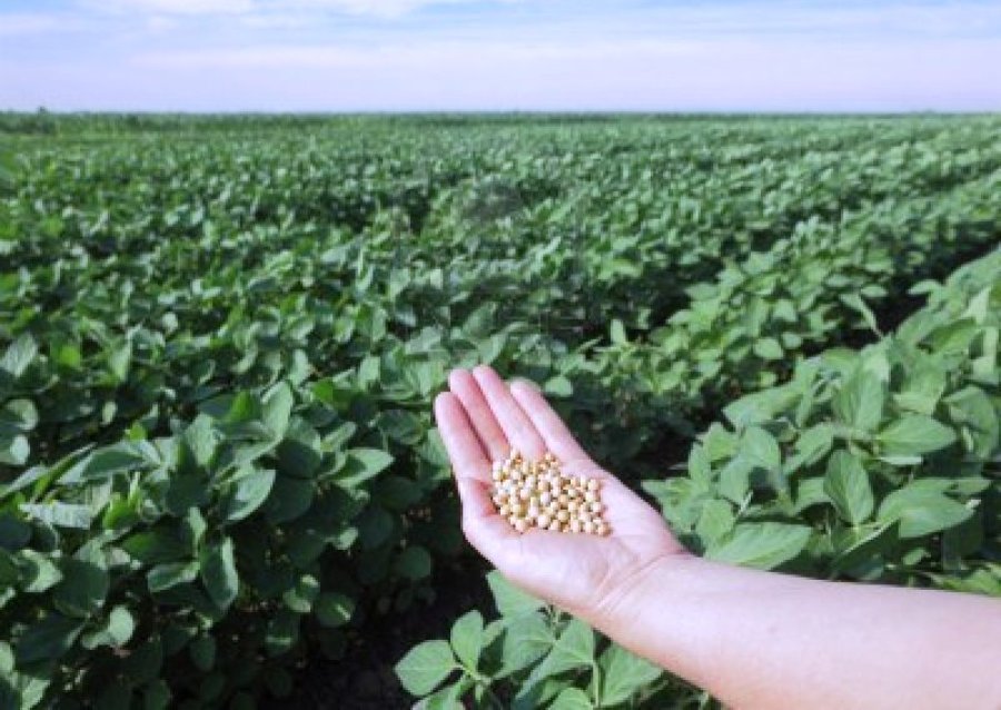 IMAGEN INTERNET EN EL CAMPO. Se aprobó la irradiación como tratamiento.  IMAGEN INTERNET CULTIVOS. Están permitidos tratamientos fitosanitarios.