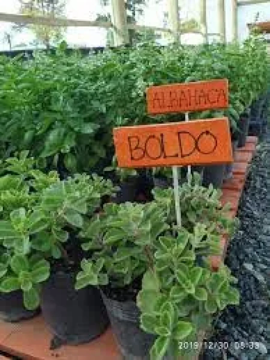 FOTO FACEBOOK//
PLANTAS. Algunas  de las especies que se encuentran en el organismo municipal.