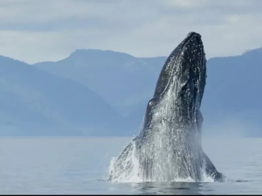 FOTO EL SOL//
BALLENAS//Ocean Souls, el documental, revela que las ballenas poseen inteligencia emocional.